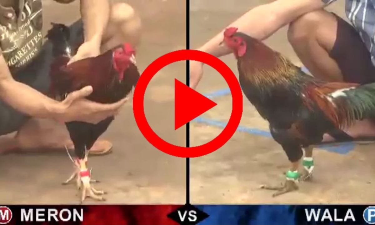 Đá gà trực tiếp HUBET từ khi xuất hiện tại Việt Nam vẫn luôn thu hút được đông đảo người chơi tham gia Đá gà trực tiếp HUBET từ khi xuất hiện tại Việt Nam vẫn luôn thu hút được đông đảo người chơi tham gia