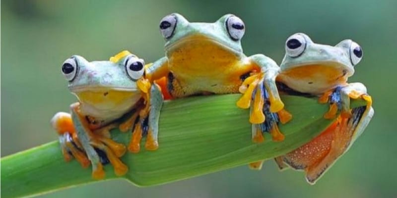 Tại sao con ếch số mấy lại có sức hút? Tại sao con ếch số mấy lại có sức hút?