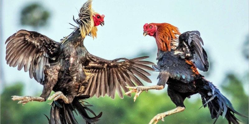 Đá gà trực tuyến RR88 – Đấu trường mãnh kê giữa thời đại số