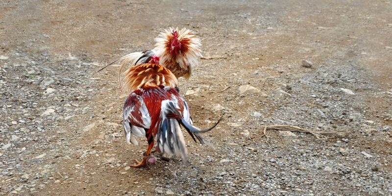 Chơi đá gà trực tuyến như cao thủ Chơi đá gà trực tuyến như cao thủ