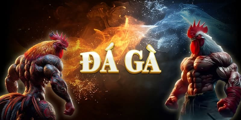 Tổng hợp hình thức cá cược hot nhất tại đá gà KO66