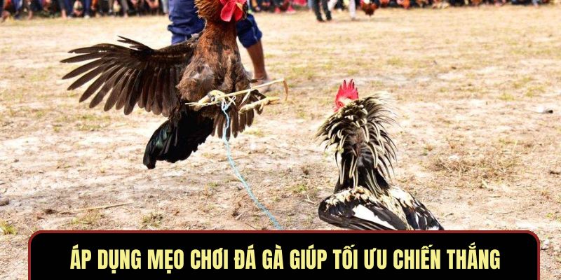 Áp dụng mẹo chơi đá gà giúp tối ưu chiến thắng Áp dụng mẹo chơi đá gà giúp tối ưu chiến thắng