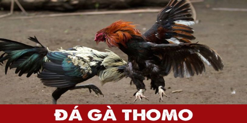 Đá Gà Thomo Tại DAGA – Sân Đấu Gà Chiến Hấp Dẫn Hàng Đầu