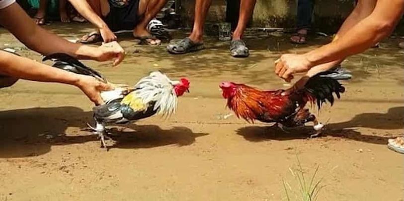 Những lưu ý khi chọn trận đá gà Thomo để cá cược Những lưu ý khi chọn trận đá gà Thomo để cá cược