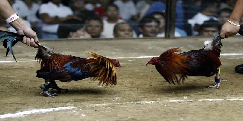 Thời gian và lịch thi đấu đá gà Thomo trên DAGA Thời gian và lịch thi đấu đá gà Thomo trên DAGA