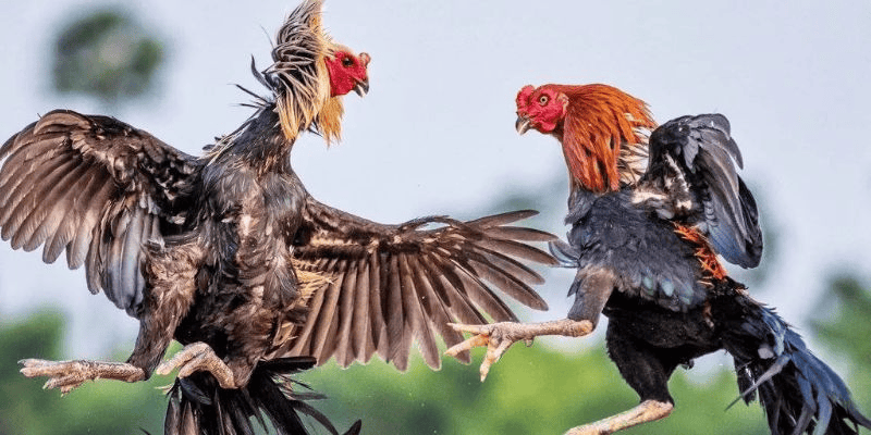 Các Loại Đá Gà Được Cung Cấp Các Loại Đá Gà Được Cung Cấp
