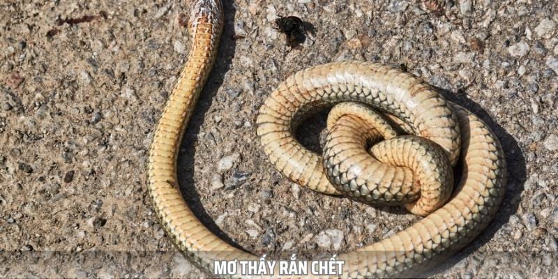 Giải đáp chi tiết nằm mơ thấy rắn đánh con gì?