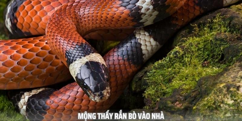 Giải mã giấc mơ thấy rắn trong từng hoàn cảnh nhất định