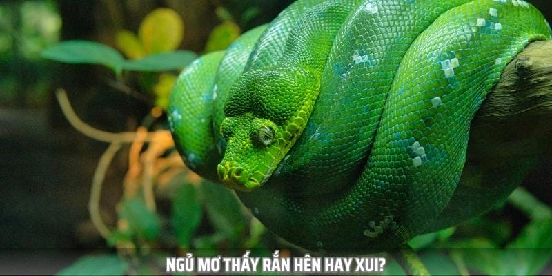 Mơ thấy rắn trong phong thuỷ có ý nghĩa như thế nào?