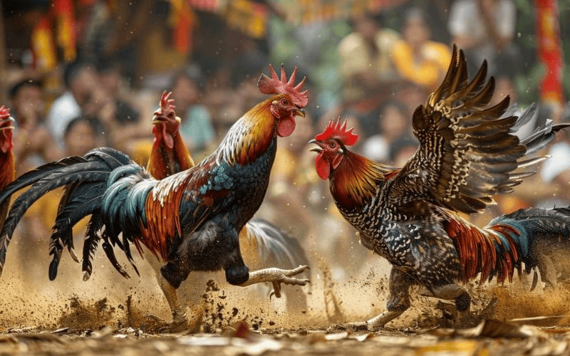 Ưu Điểm Khi Đá Gà Tại 789BET Ưu Điểm Khi Đá Gà Tại 789BET