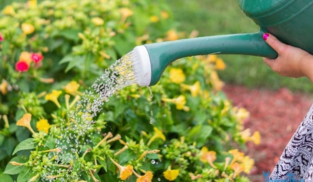 Giải mã chi tiết giấc mơ thấy tưới nước cho cây