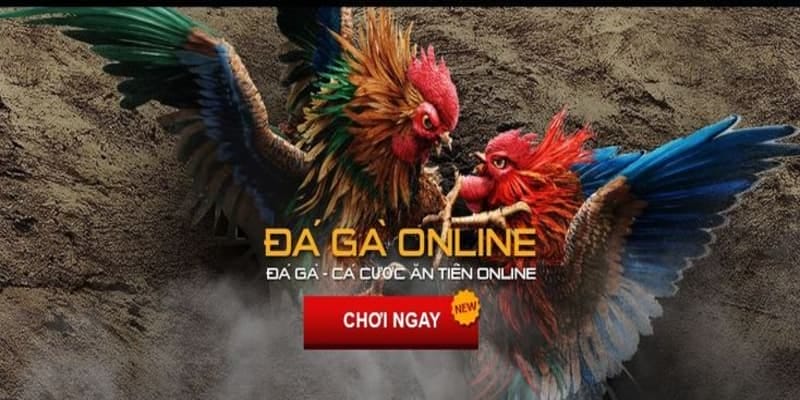 Các hình thức đá gà hi88 phổ biến nhất 2025