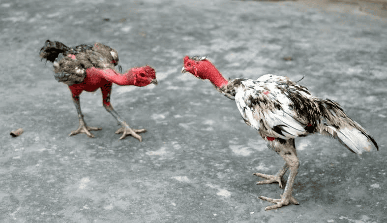Gà Thomo Là Gì? Tìm Hiểu Về Trường Gà Nổi Tiếng Nhất Biên Giới