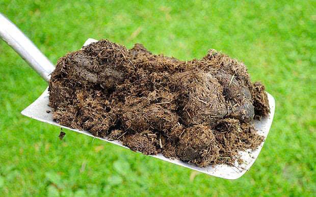 Gợi ý những con số tài lộc gắn liền với giấc mơ thấy nhiều phân