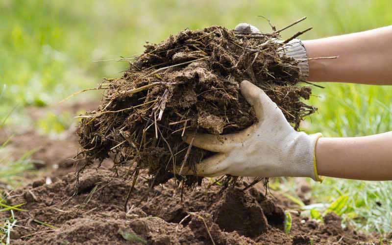Mộng thấy mình dọn nhiều phân thường đem đến điều tích cực