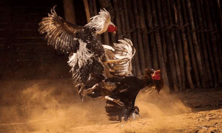 Vì Sao Nhiều Người Việt Yêu Thích Gà Thomo Vì Sao Nhiều Người Việt Yêu Thích Gà Thomo