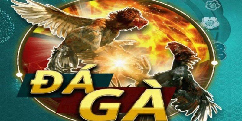 Đá gà r88 – Cuộc chiến của đam mê