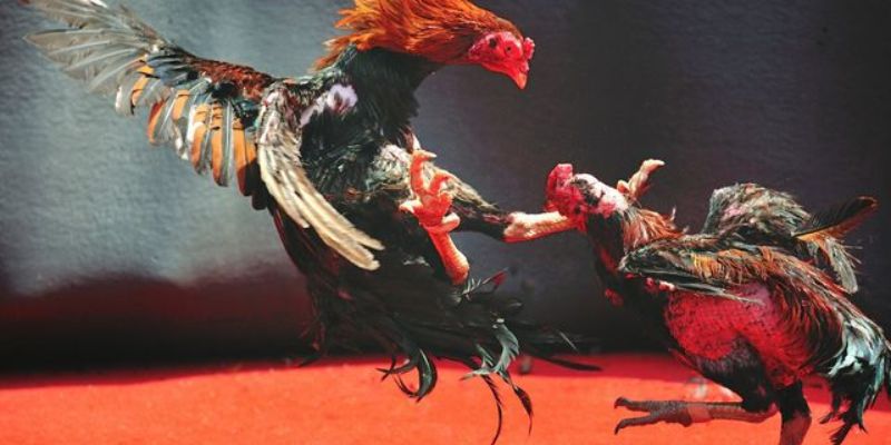 Cơ bản nội dung giới thiệu đá gà tại đây