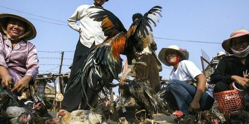 Luật chơi đá gà r88 và cách làm chủ trận địa