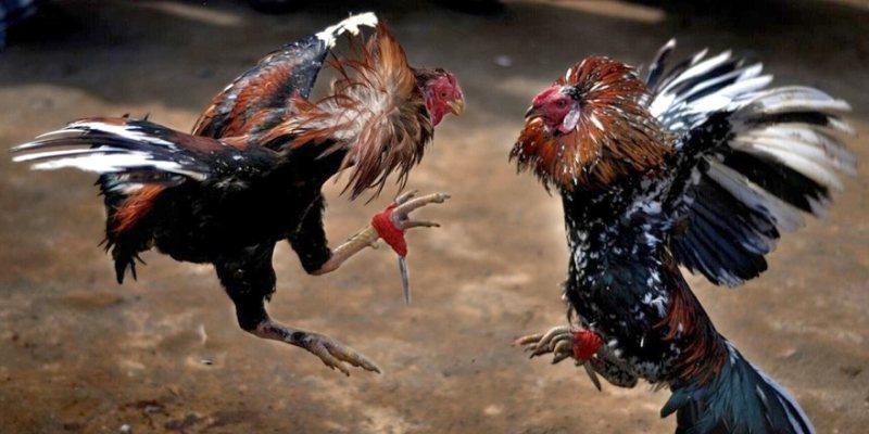 Mẹo bắt kèo đá gà R88 khiến đối thủ phải dè chừng