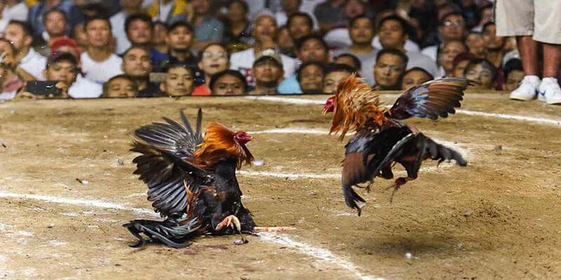 Tổng hợp loại hình cược đá gà hấp dẫn tại đây
