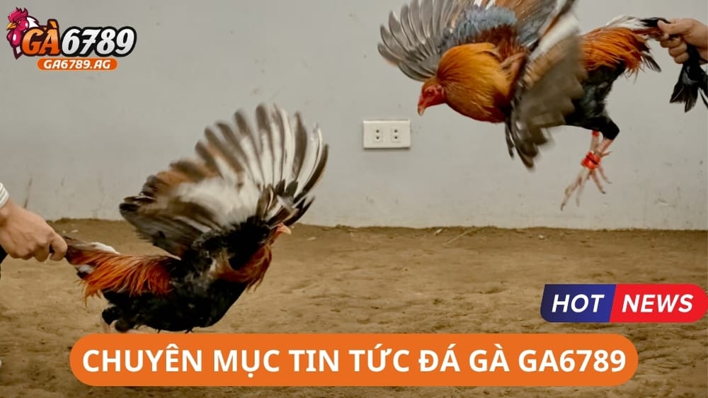 Giới thiệu chuyên mục Tin Tức Đá Gà GA6789