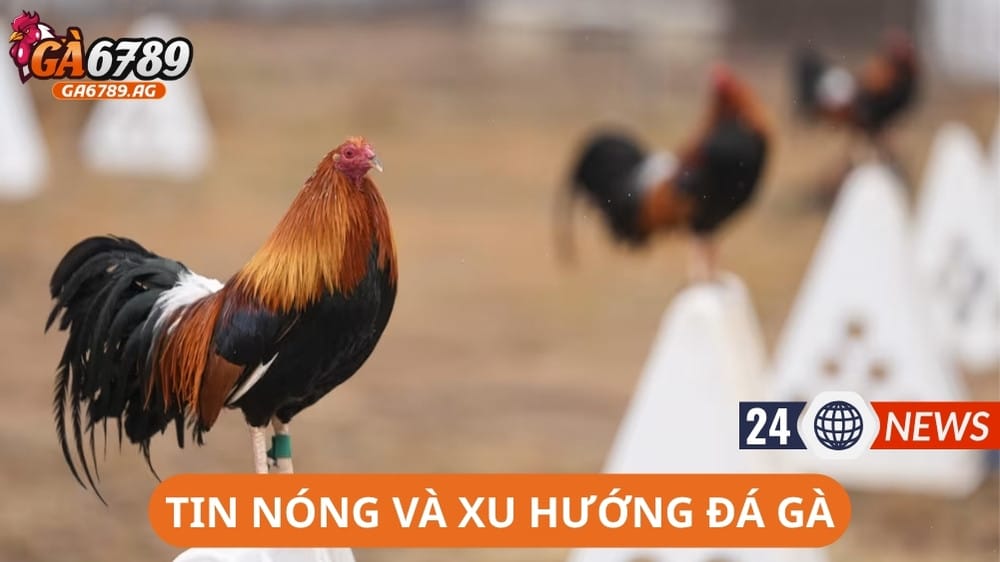 Tin nóng và xu hướng đá gà trong tuần