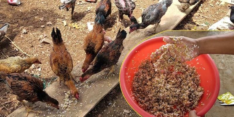 Các ưu điểm nổi bật của Đá gà cựa sắt BL555 trong cá cược