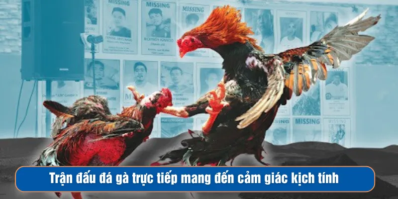 Trận đấu trực tiếp mang đến cảm giác kịch tính Trận đấu trực tiếp mang đến cảm giác kịch tính