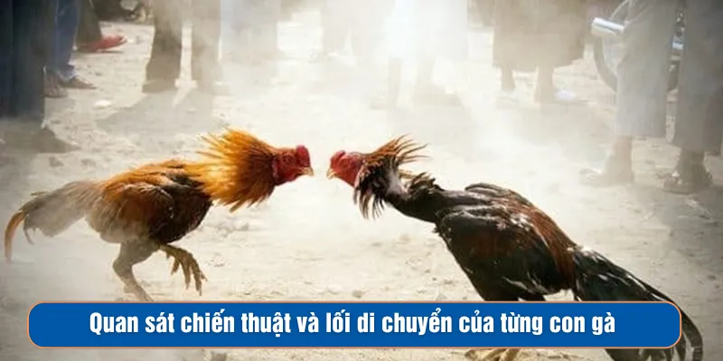 Quan sát chiến thuật và lối di chuyển của từng con gà Quan sát chiến thuật và lối di chuyển của từng con gà