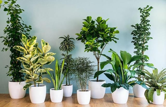 Ý nghĩa chung của giấc mơ thấy cây mọc trong nhà