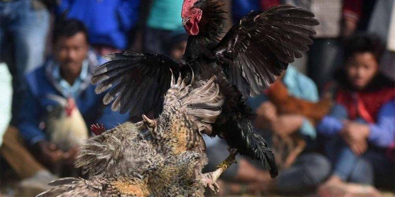 Đá gà Twin68 – Trận địa rực lửa đưa anh em chạm đỉnh vinh quang