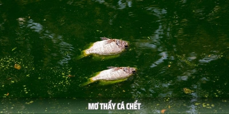 Mộng thấy cá chết được coi là một điềm báo tiêu cực