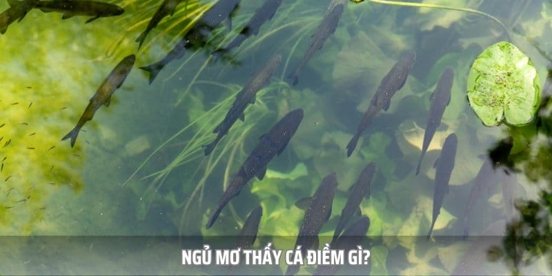 Mơ thấy cá có thể là hên hoặc may mắn tuỳ vào từng tình huống