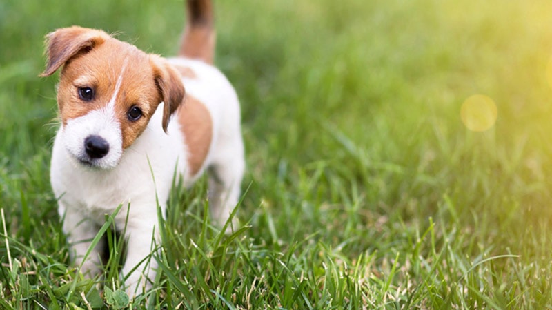 Giải mã ý nghĩa mơ thấy chó đuổi Giải mã ý nghĩa mơ thấy chó đuổi