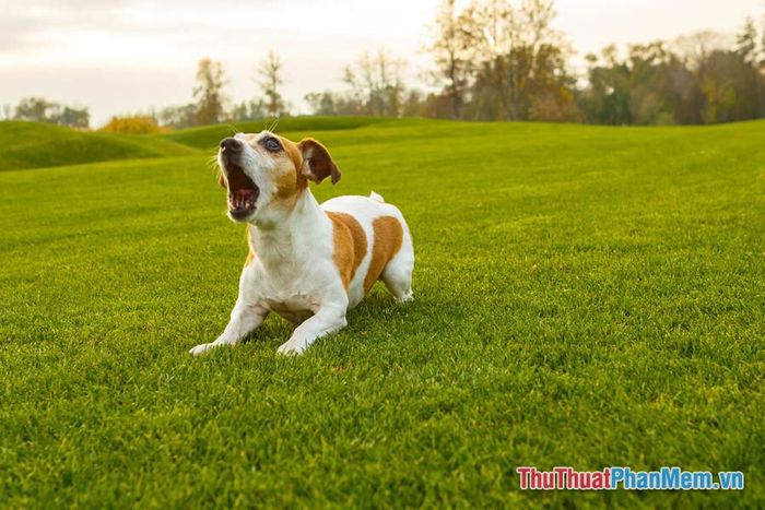 Các tình huống khi mơ thấy chó thường gặp Các tình huống khi mơ thấy chó thường gặp
