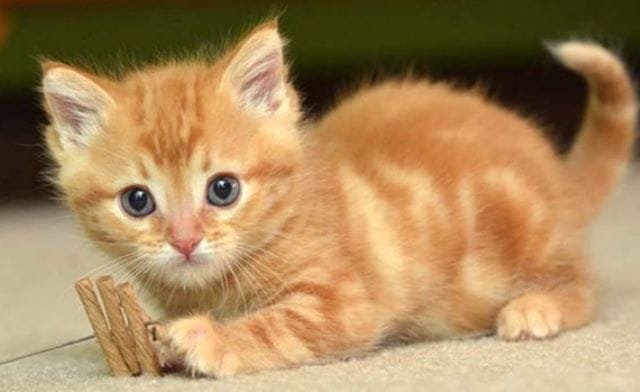 Cách xử lý vận rủi khi mèo vào nhà là gì