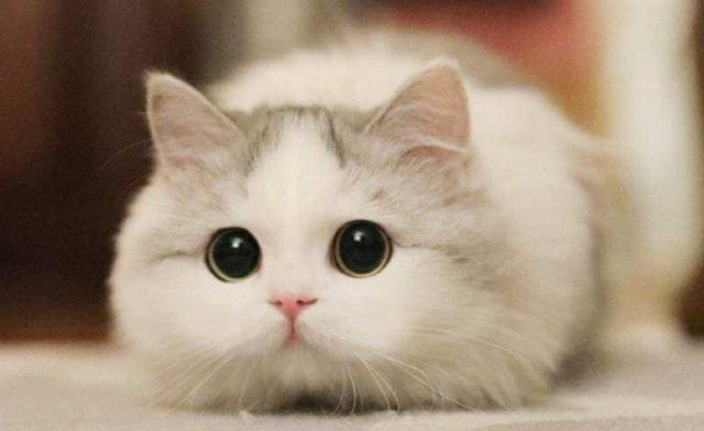 Điềm báo mèo vào nhà dựa vào màu lông là gì