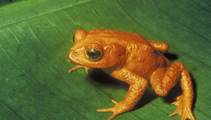 Ếch vàng vào nhà mang điềm báo may mắn về tài lộc