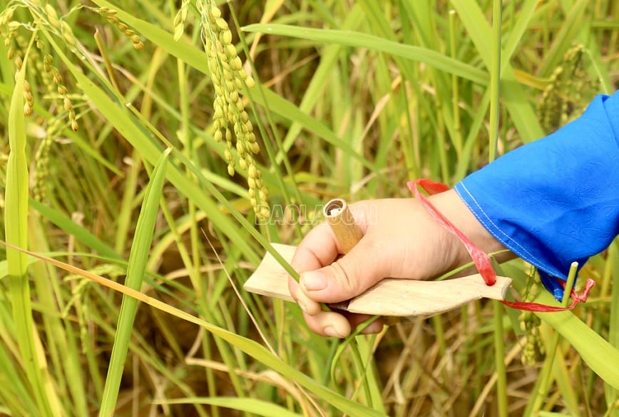 Về vai trò của Chão Chuộc với ngành nông nghiệp