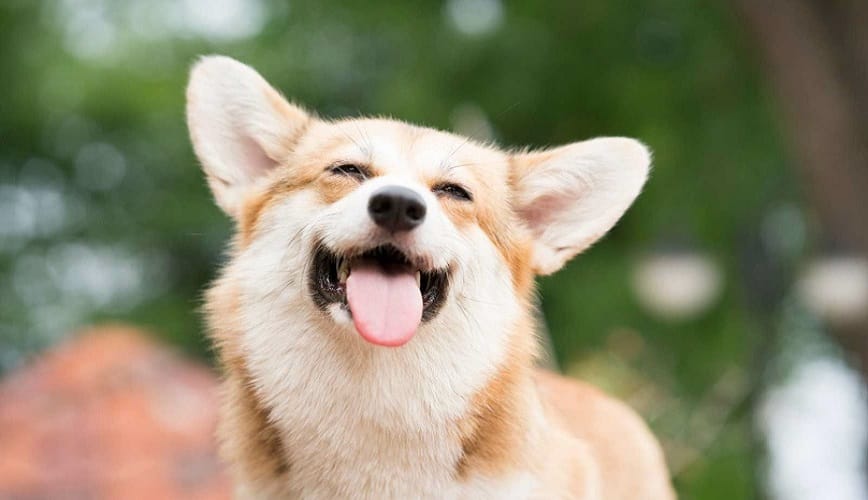 Chó vào nhà ị liên quan đến con số nào