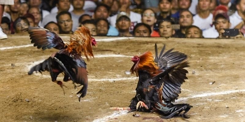 Kinh Nghiệm Cá Cược Đá Gà C1 Dành Cho Người Mới