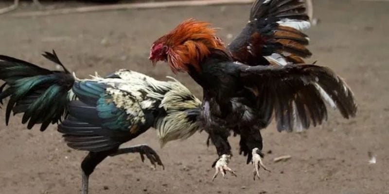Quản Lý Vốn Và Tâm Lý – Yếu Tố Quyết Định Thành Bại