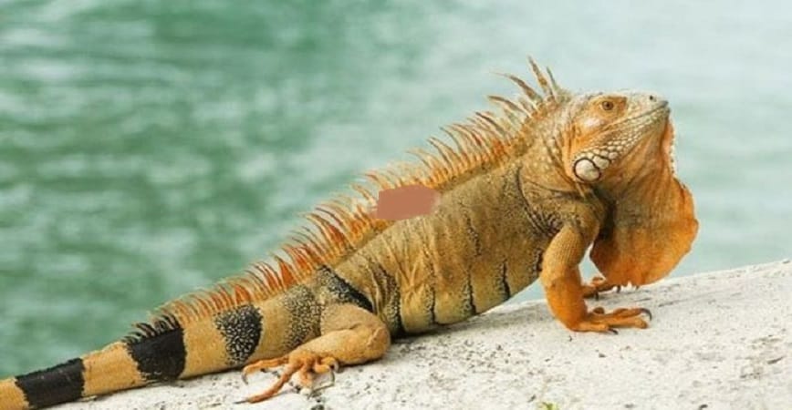 Kỳ nhông vào nhà là điềm gì