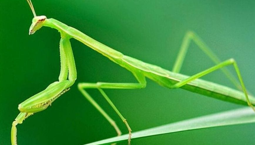 Bọ ngựa bám lên người sau khi bay vào nhà là điềm báo tốt