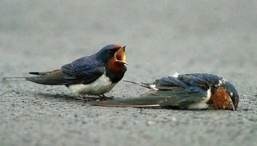 Cần đặc biệt chú ý các mối quan hệ nếu như bạn nhìn thấy chim chết