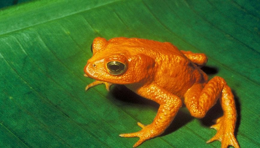 Dù trong khía cạnh nào thì cóc vàng vẫn có nhiều ý nghĩa sâu sắc