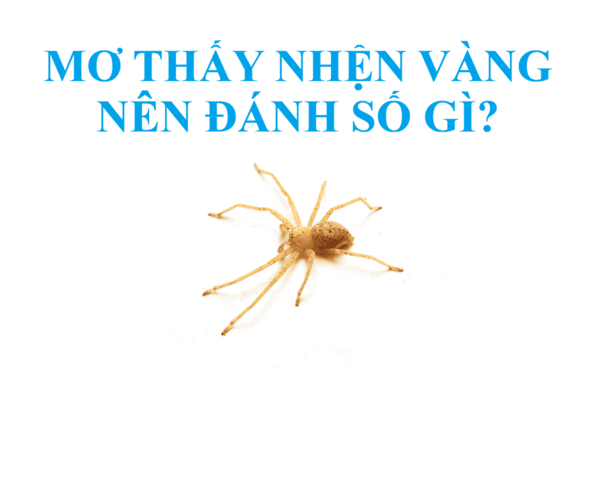 Mơ thấy nhện vàng chốt số gì?