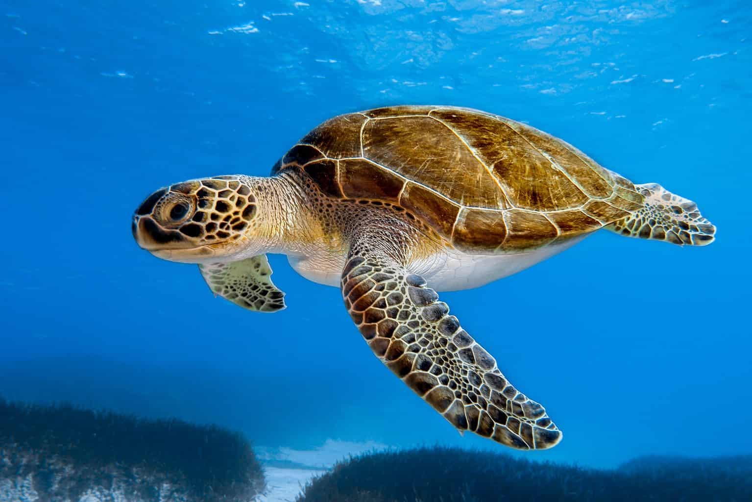 Giải mã nhìn thấy rùa là điềm gì quan niệm của dân gian