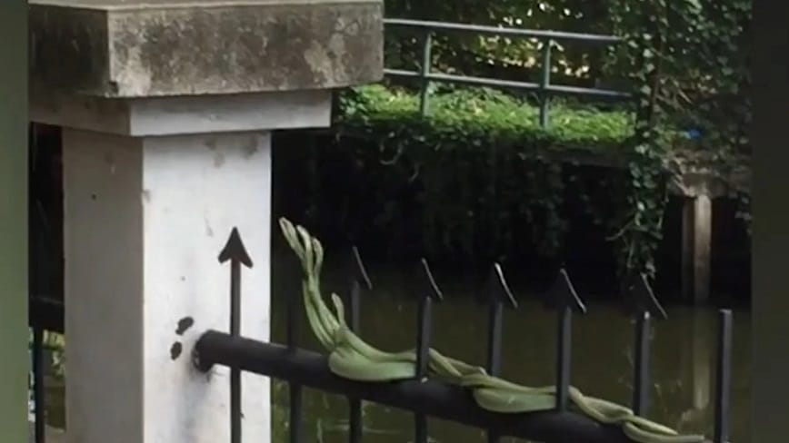 Rắn quấn nhau ngoài đường mang đến may mắn